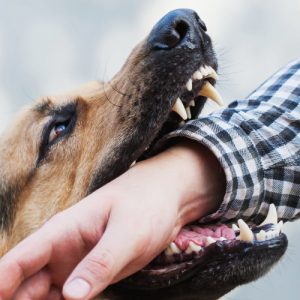 German Shepard dog with sharp teeth biting hand German Shepard dog with sharp teeth biting hand